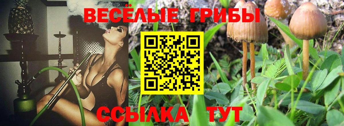 Галлюциногенные грибы Psilocybe  Вход с VPN  Качканар 
